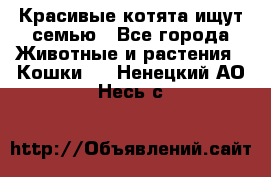 Красивые котята ищут семью - Все города Животные и растения » Кошки   . Ненецкий АО,Несь с.